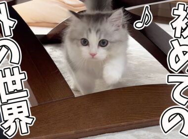 子猫が生まれて初めてケージの外に出れたらこうなったw w w