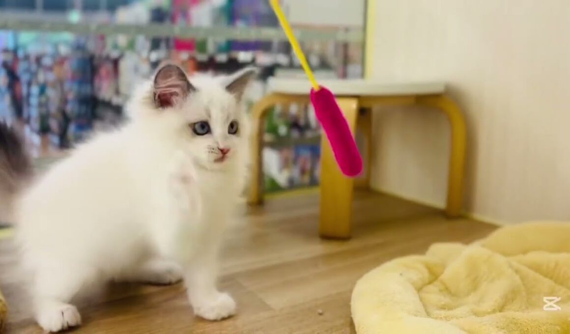 2025.10.21撮影【生後2ヶ月】ふわふわラグドール子猫が遊んで食べて寝る！可愛すぎる成長記録💖【ブルーポイント】