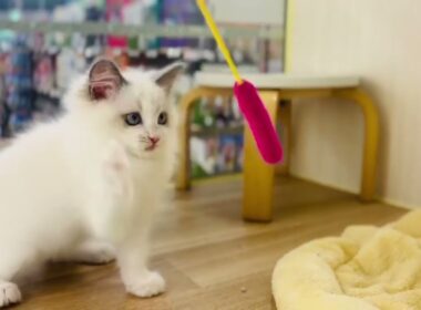2025.10.21撮影【生後2ヶ月】ふわふわラグドール子猫が遊んで食べて寝る！可愛すぎる成長記録💖【ブルーポイント】