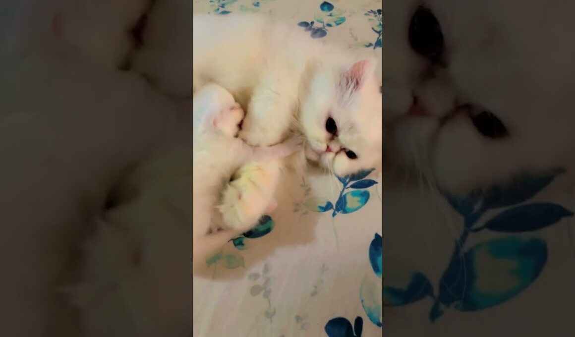 cute lovely kitten make my day🥰♥️ #kucinganggoralucudanimut #cutecat #赤ちゃん #子ネコ