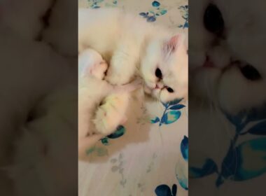 cute lovely kitten make my day🥰♥️ #kucinganggoralucudanimut #cutecat #赤ちゃん #子ネコ