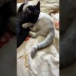 シャムの子ネコ雫、グルーミングした後、油断する黒猫の子ネコ黒夢に、スリーパーをかけて、仕掛ける