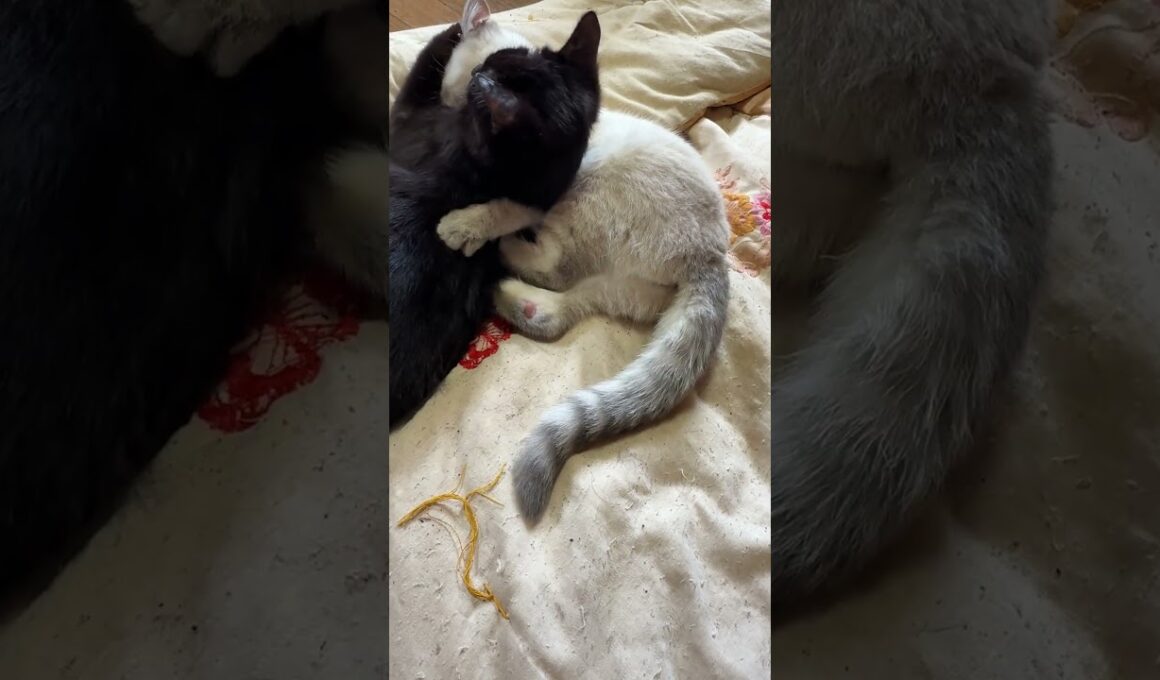 シャムの子ネコ雫、グルーミングした後、油断する黒猫の子ネコ黒夢に、スリーパーをかけて、仕掛ける