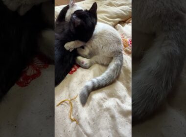 シャムの子ネコ雫、グルーミングした後、油断する黒猫の子ネコ黒夢に、スリーパーをかけて、仕掛ける