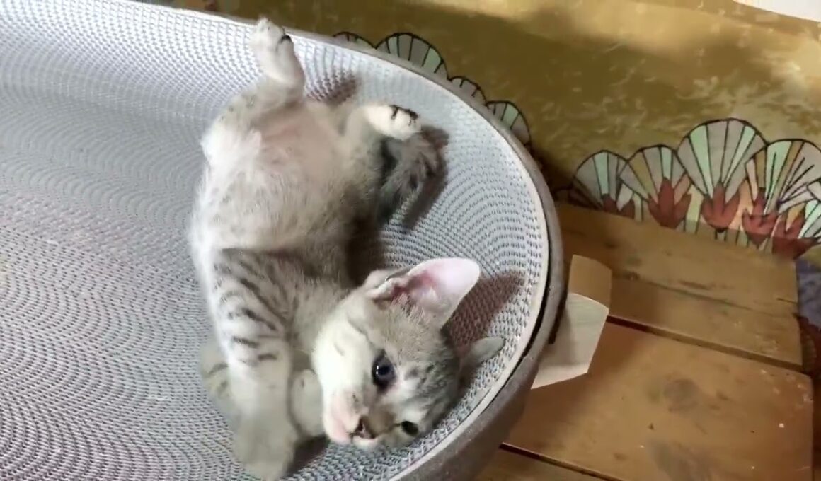 エジプシャンマウ ハイクオリティの素晴らしいボディ　シルバー（ダブルコート）