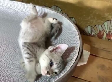 エジプシャンマウ ハイクオリティの素晴らしいボディ　シルバー（ダブルコート）