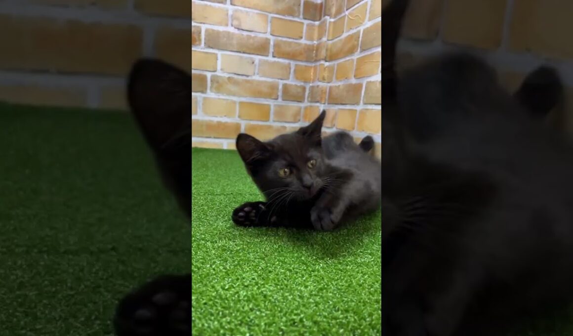 ♡新しいねこちゃん紹介♡ #アメリカンショートヘアー   #ボンベイ #cat