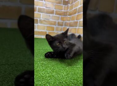 ♡新しいねこちゃん紹介♡ #アメリカンショートヘアー   #ボンベイ #cat