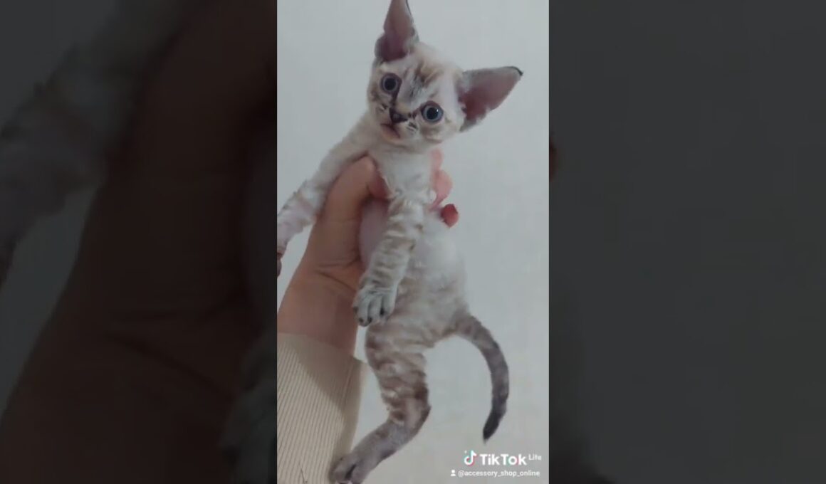 Devon Rex for adoption today