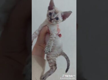 Devon Rex for adoption today