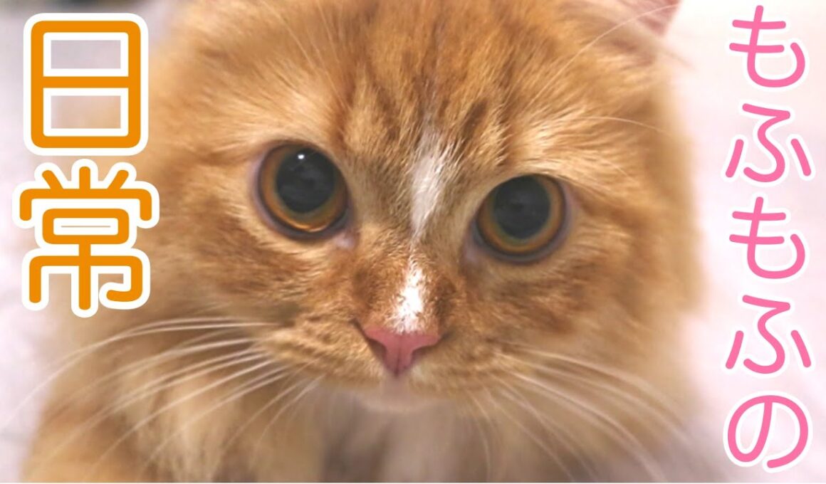 もふもふ猫 ラガマフィンの日常