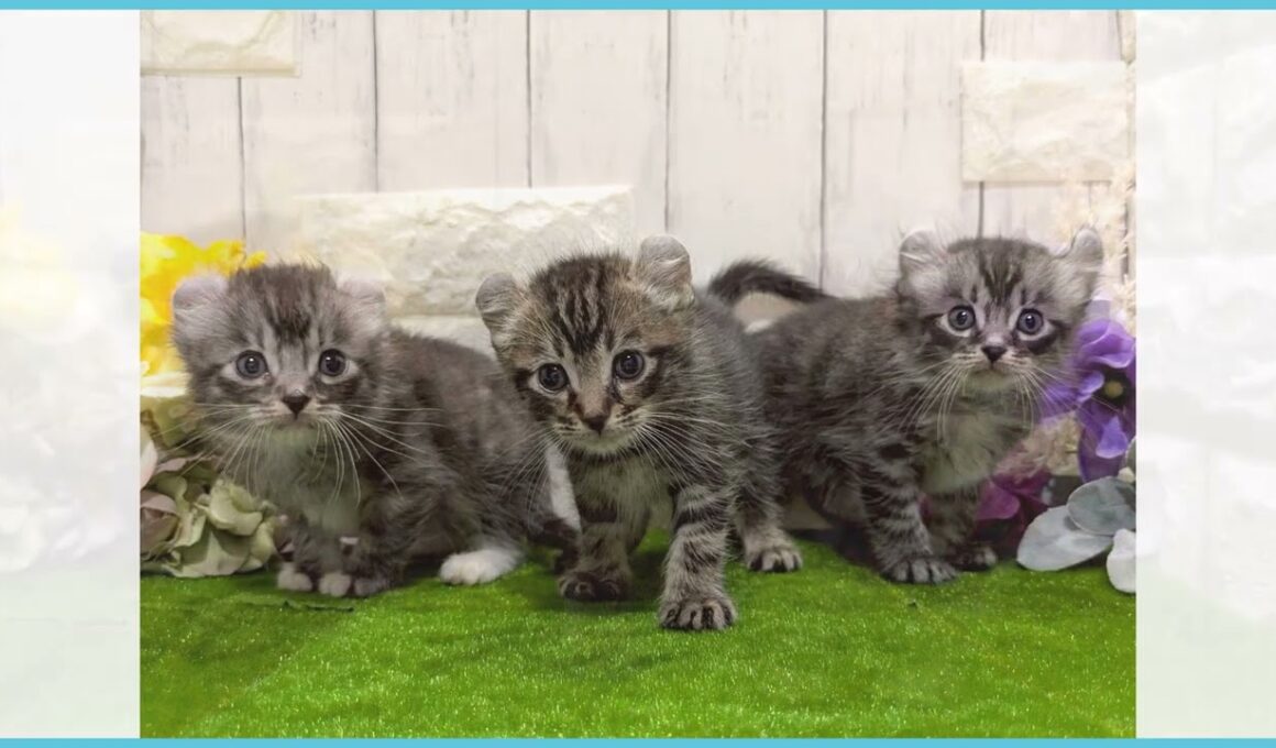 Coo&RIKU　No.00736121 アメリカンカール