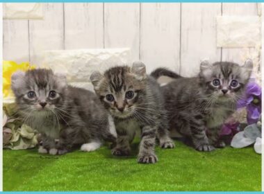 Coo&RIKU No.00736121 アメリカンカール