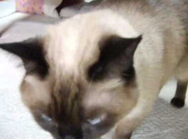 抱っこをせがむシャム猫