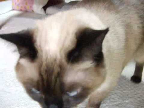 抱っこをせがむシャム猫