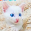 耳が聴こえない青き瞳の子猫、3年後のしあわせ通信 The Aftermath of the Sea-blue eyes kitty "Marine"