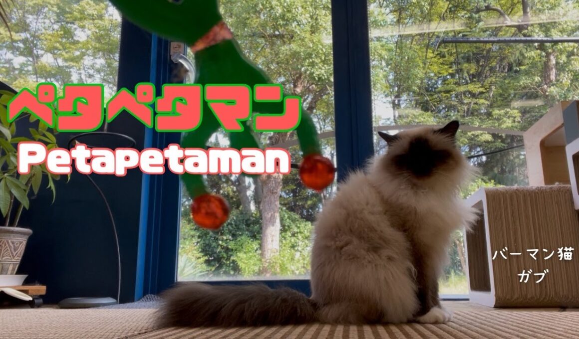バーマン猫ガブ【ペタペタマン】Petapetaman（バーマン猫）Birman/Cat