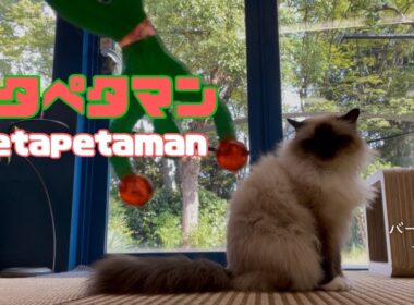バーマン猫ガブ【ペタペタマン】Petapetaman（バーマン猫）Birman/Cat
