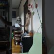 【火サス】どこかに電話してしまいそうなシャム猫☆マロンちゃん🐈️【事件です】#cat #catshorts #しゃむねこ ＃シャム猫