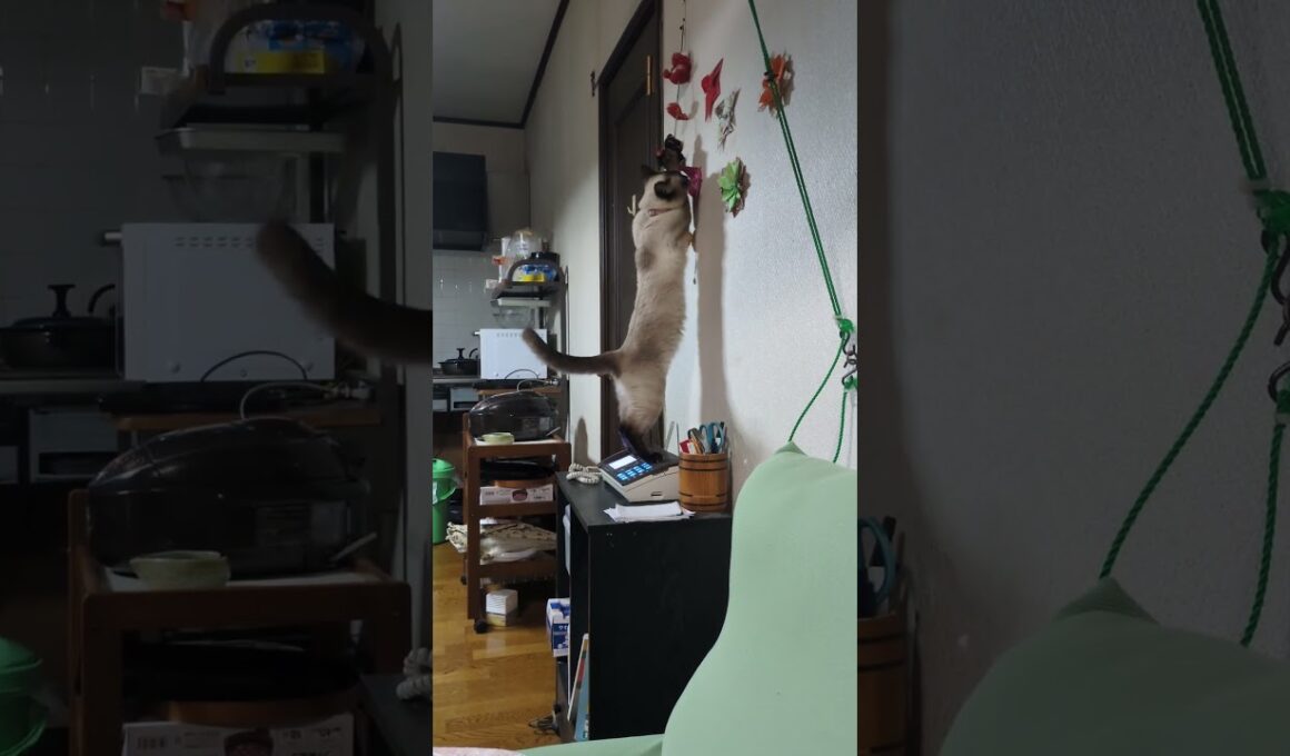 【火サス】どこかに電話してしまいそうなシャム猫☆マロンちゃん🐈️【事件です】#cat #catshorts #しゃむねこ ＃シャム猫