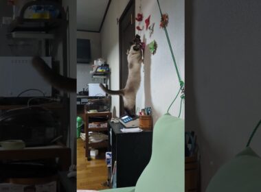 【火サス】どこかに電話してしまいそうなシャム猫☆マロンちゃん🐈️【事件です】#cat #catshorts #しゃむねこ ＃シャム猫