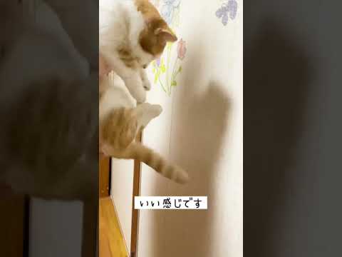 短足ねこの壁ドンチャレンジ【短足マンチカン】#shorts