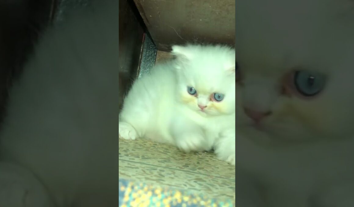 kitten of one month🥰🥰#cat #cute #kitten #pets #luckyainncats #赤ちゃん #cutecat #子ネコ #kucinganggora