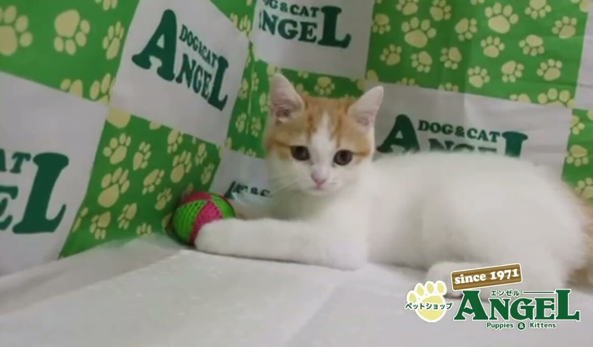 スコティッシュフォールド 2510041 【ペットショップエンゼル　子犬・子猫販売】