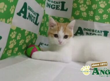 スコティッシュフォールド 2510041 【ペットショップエンゼル　子犬・子猫販売】