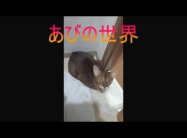 ネコ動画あび＃5402　あびの毎日　アビシニアン　あび