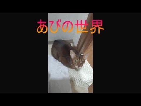 ネコ動画あび＃5402　あびの毎日　アビシニアン　あび