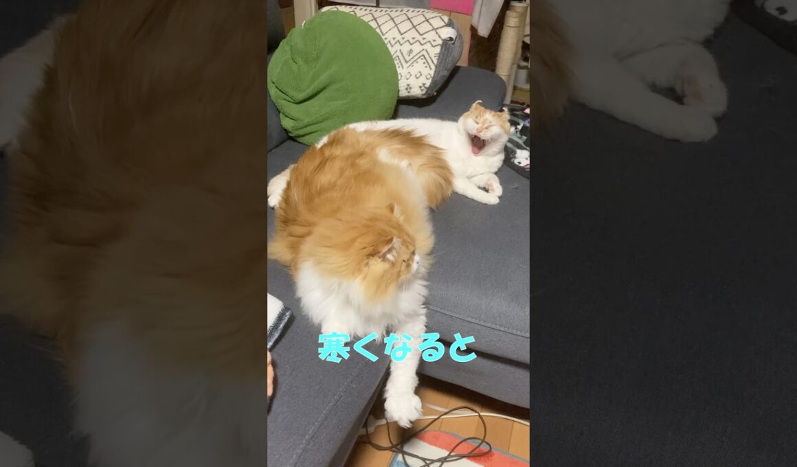 なんとなくハート  #cat #猫のいる暮らし #アメリカンカール
