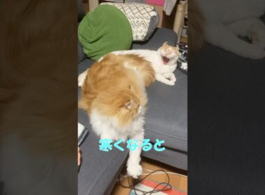 なんとなくハート  #cat #猫のいる暮らし #アメリカンカール