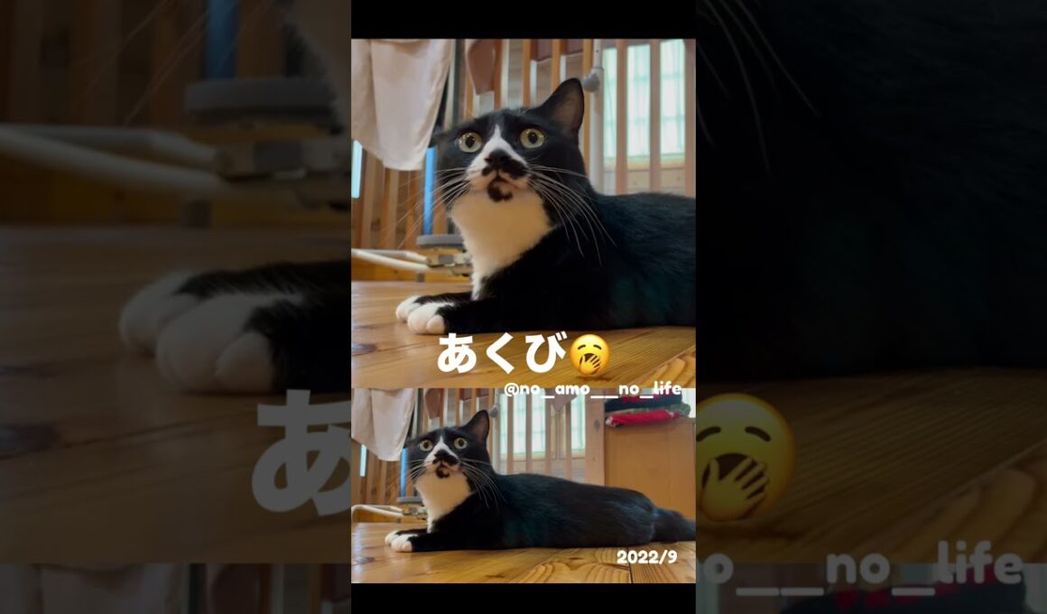 あくび🥱　#猫 #猫のいる暮らし #保護猫 #cat #やんのかステップ