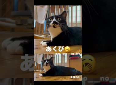 あくび🥱　#猫 #猫のいる暮らし #保護猫 #cat #やんのかステップ