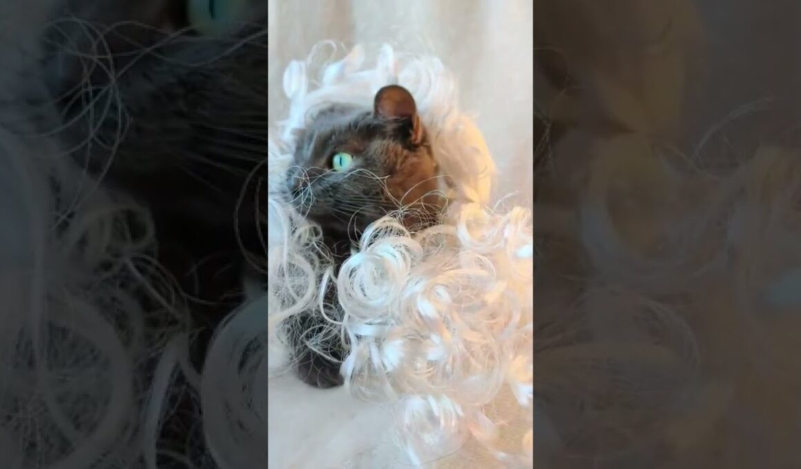 #ARTIST #CAT/ #WIG #shorts