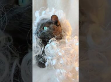 #ARTIST #CAT/ #WIG #shorts