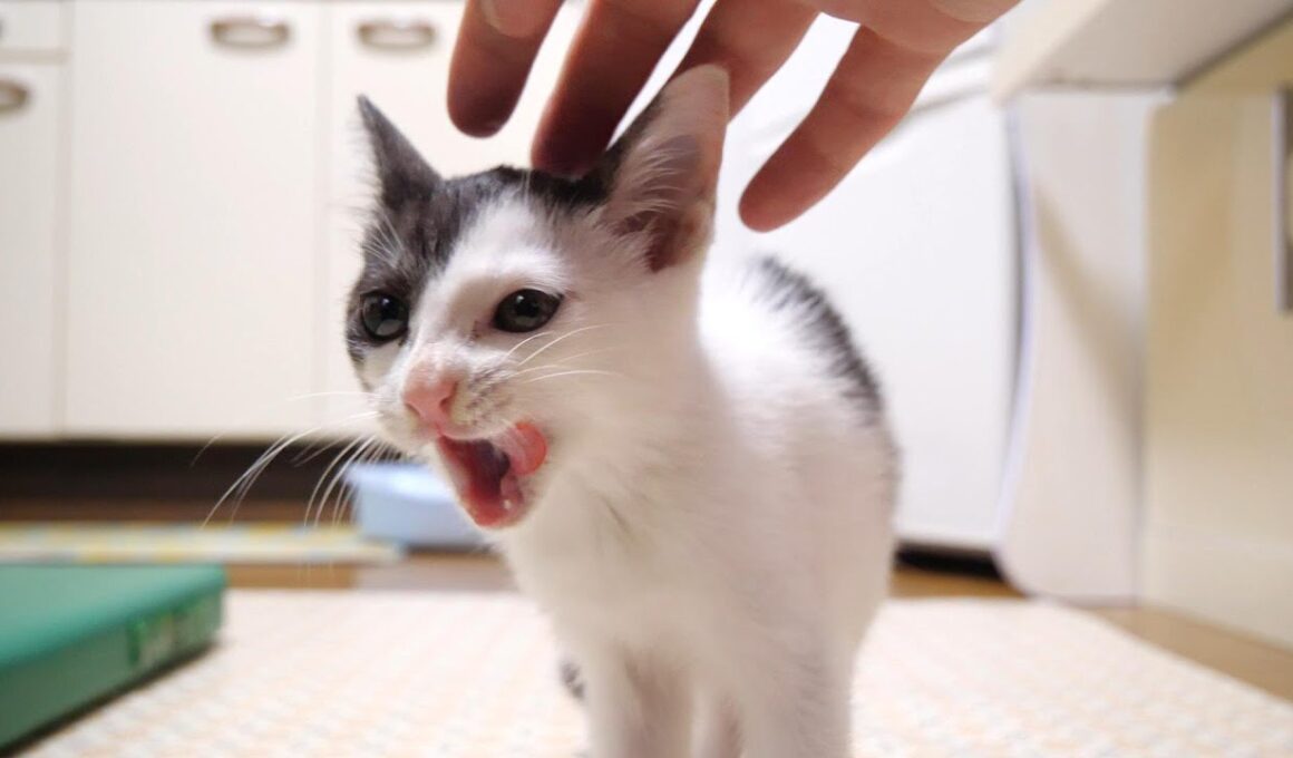 ご飯の後はママとはしゃぐ子猫【赤ちゃん猫　保護猫】