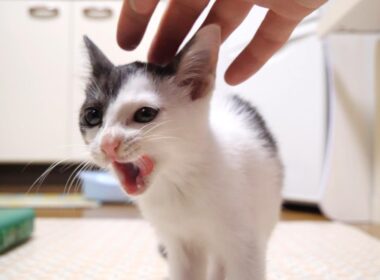ご飯の後はママとはしゃぐ子猫【赤ちゃん猫　保護猫】