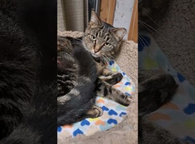 Max's Big Vet Day - From Stray Cat to Healthy, Happy Sanctuary Cat