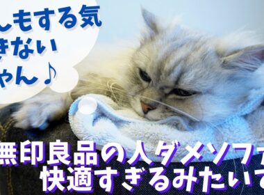 無印良品の人ダメソファが快適すぎるみたいです