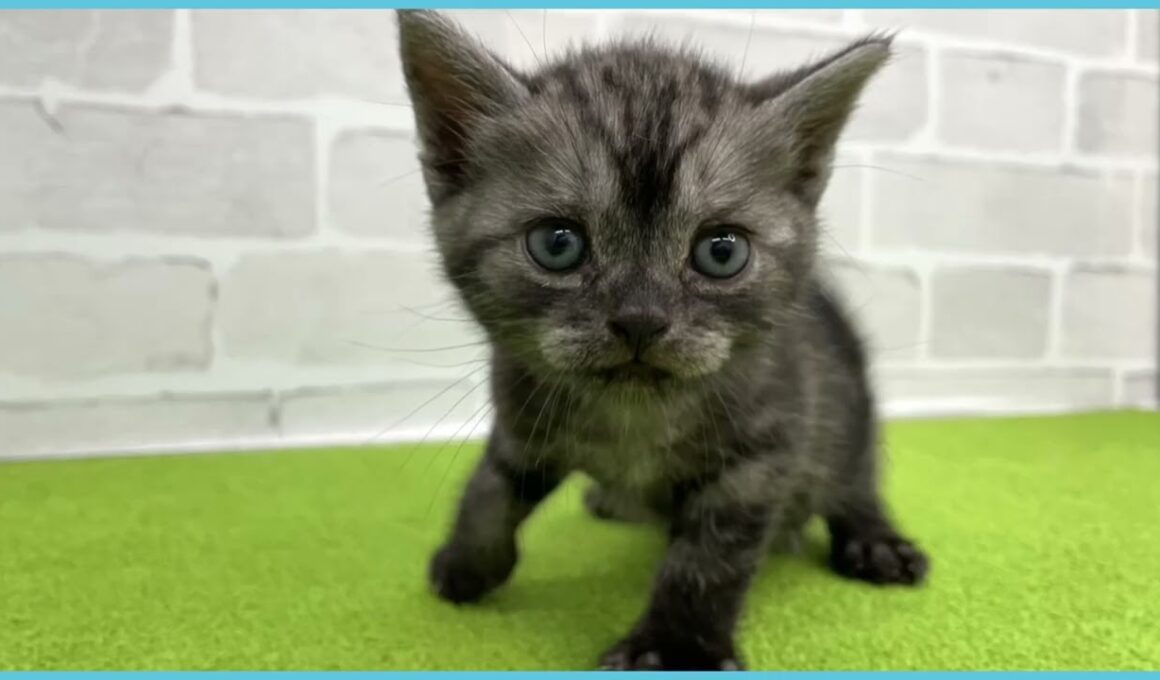 Coo&RIKU　No.00733934 アメリカンショートヘアー