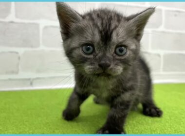 Coo&RIKU　No.00733934 アメリカンショートヘアー