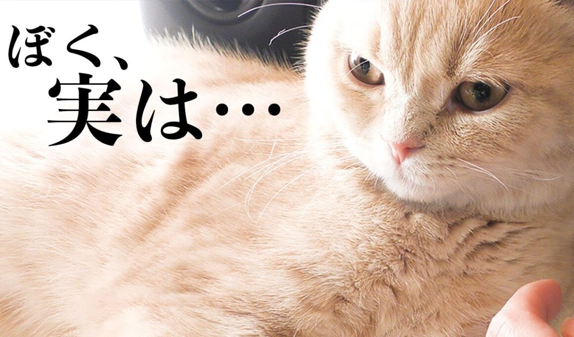 丸顔子猫の秘密を公開します【スコティッシュフォールド】