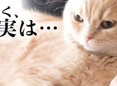 丸顔子猫の秘密を公開します【スコティッシュフォールド】