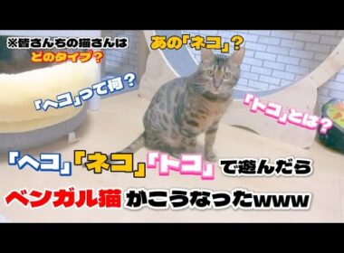 【ベンガル猫】「ヘコ」「ネコ」「トコ」で遊んだらベンガル猫がこうなったw w w w