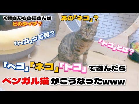 【ベンガル猫】「ヘコ」「ネコ」「トコ」で遊んだらベンガル猫がこうなったw w w w