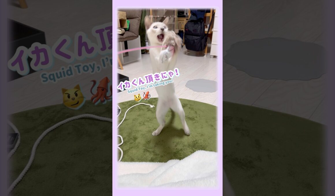 【トンキニーズ】ジャンプもパンチも全力にゃ！✨🦑💨 Tonkinese Cat Goes All Out! 🐱Jump & Punch Battle! 🦑 #トンキニーズ #子猫 #子猫動画