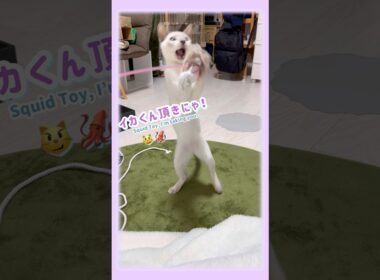 【トンキニーズ】ジャンプもパンチも全力にゃ！✨🦑💨 Tonkinese Cat Goes All Out! 🐱Jump & Punch Battle! 🦑 #トンキニーズ #子猫 #子猫動画