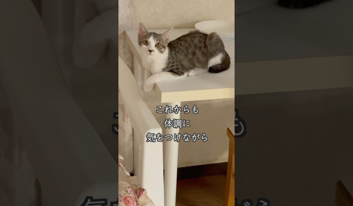3ヶ月半の保護子猫(心室中隔欠損症VSD)が、ママさんのしっぽで遊びます🐱 #shorts  #子猫動画 #保護子猫